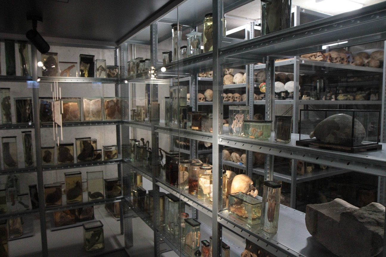 RSU_Anatomy_Museum_Riga_Latvia_12.JPG