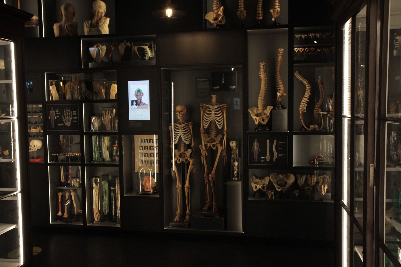 RSU_Anatomy_Museum_Riga_Latvia_8.JPG