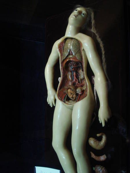 The Science And Art Of Medicine Gallery